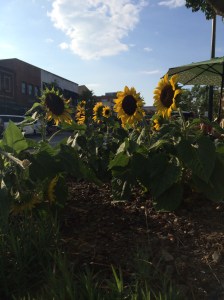 Sunflowers in Hendersonville 